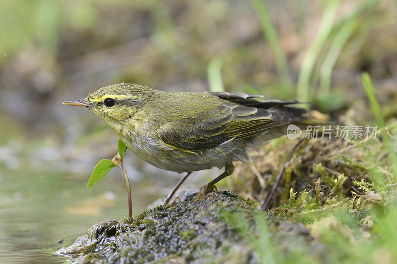 林莺(Phylloscopus sibilatrix)